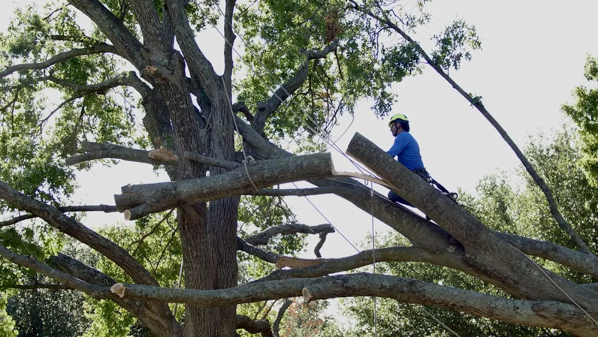 Professional Crown Thinning performed by certified arborists in Delmar